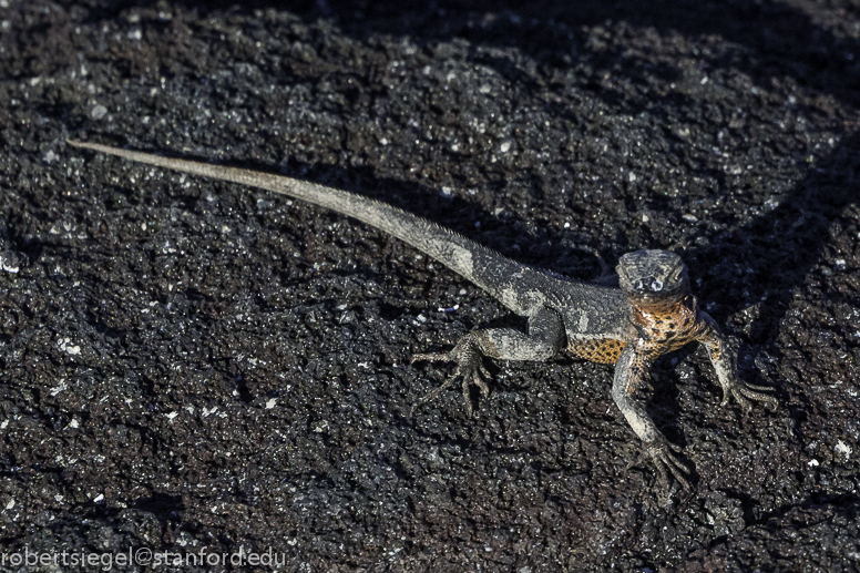 galapagos